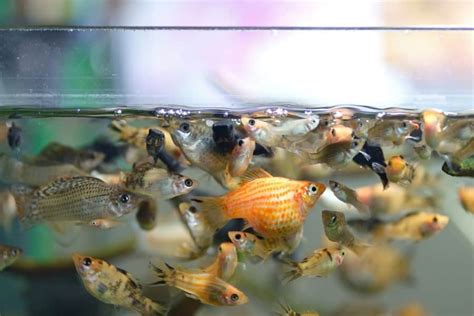 Molly Fish Care: Types, Tank, Food &  .